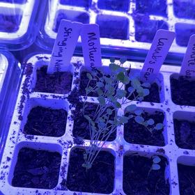 Photo of the plant species Common Motherwort by @DeadMoth named Meemaw on Greg, the plant care app