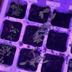Photo of the plant species Anise by @DeadMoth named Anais on Greg, the plant care app