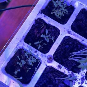 Photo of the plant species Common Yarrow by @DeadMoth named Archer on Greg, the plant care app