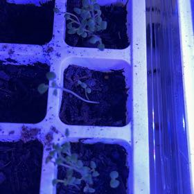 Photo of the plant species Horehound by @DeadMoth named Baskerville on Greg, the plant care app