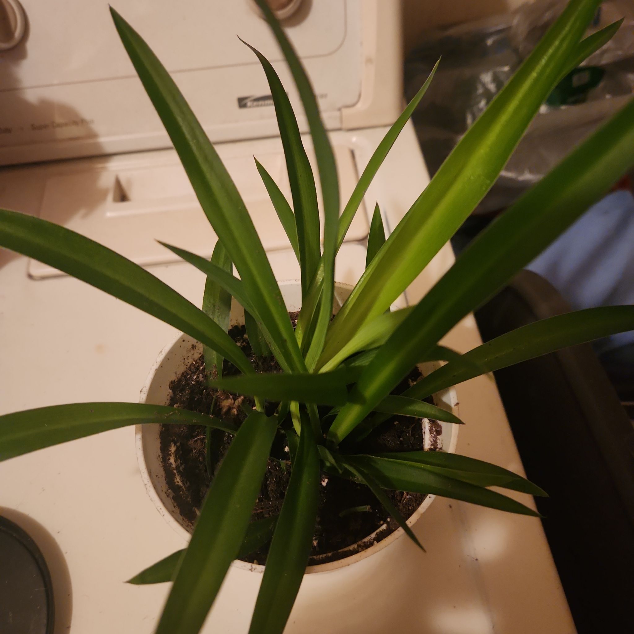 Photo of the plant species Spider plant by @WhizCorkoak14 named Sonya on Greg, the plant care app