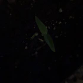 Photo of the plant species Swamp Morning Glory by @VastNikaupalm25 named Dolores on Greg, the plant care app