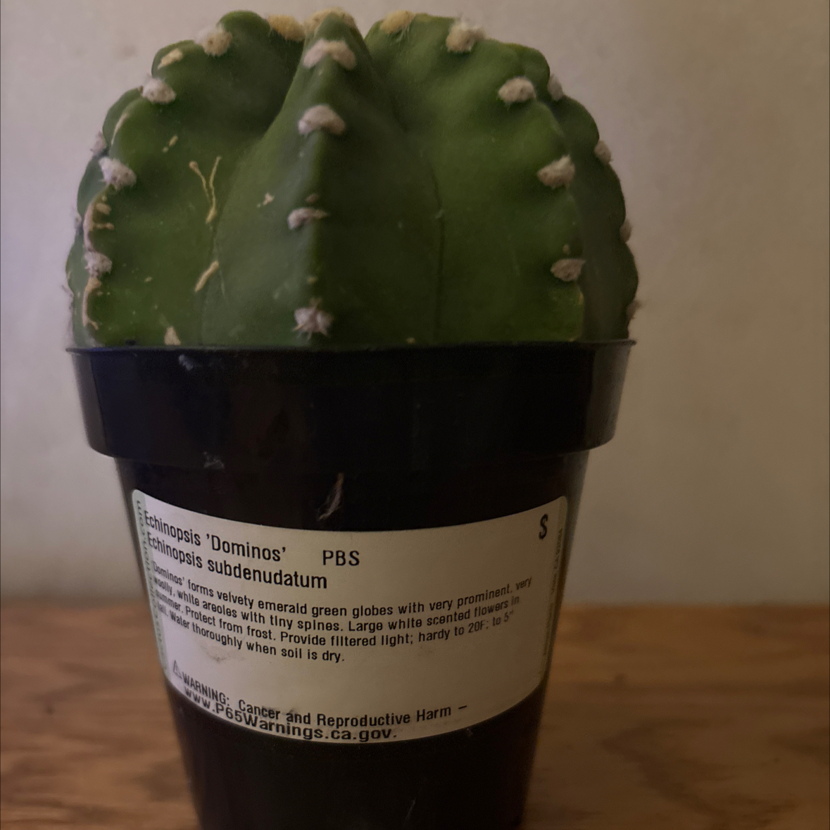 Photo of the plant species Echinopsis subdenudatum 'Dominos' by @HolyPhlox72 named Figyonce on Greg, the plant care app