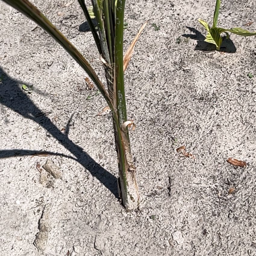 Photo of the plant species Mexican Fan Palm by @BusyKamahi97 named Winston on Greg, the plant care app