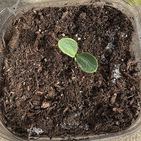 Photo of the plant species Redskin Bell Pepper by @LitheElkweed17 named Miley on Greg, the plant care app