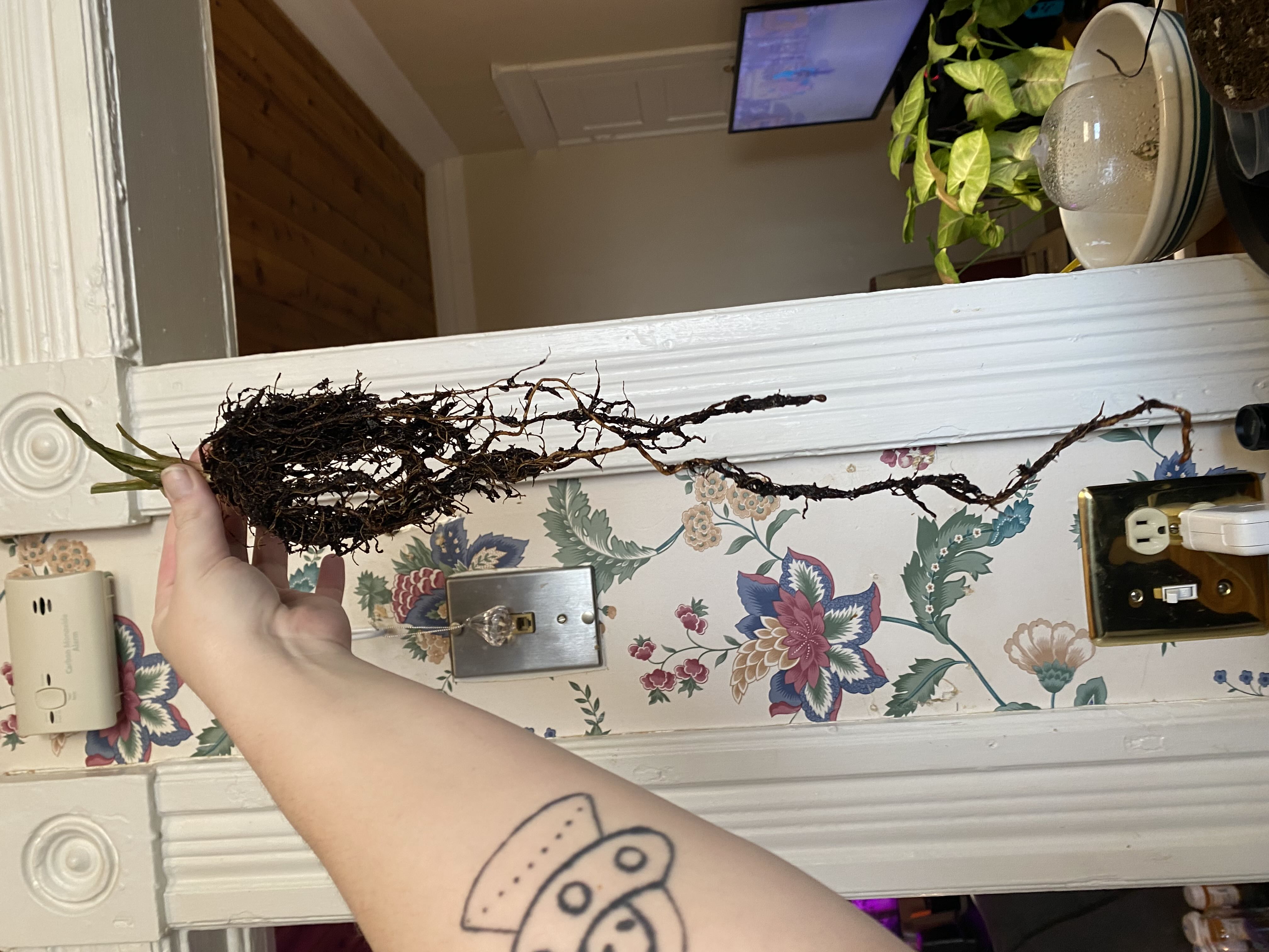 Photo from the post