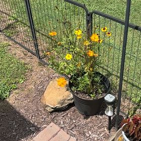 Photo of the plant species Sulphur Cosmos by @VitalOtanthus21 named Cosmos yellow on Greg, the plant care app