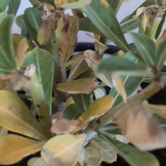 Photo of the plant species Karo by @ExecVaseyoak21 named Kesha on Greg, the plant care app