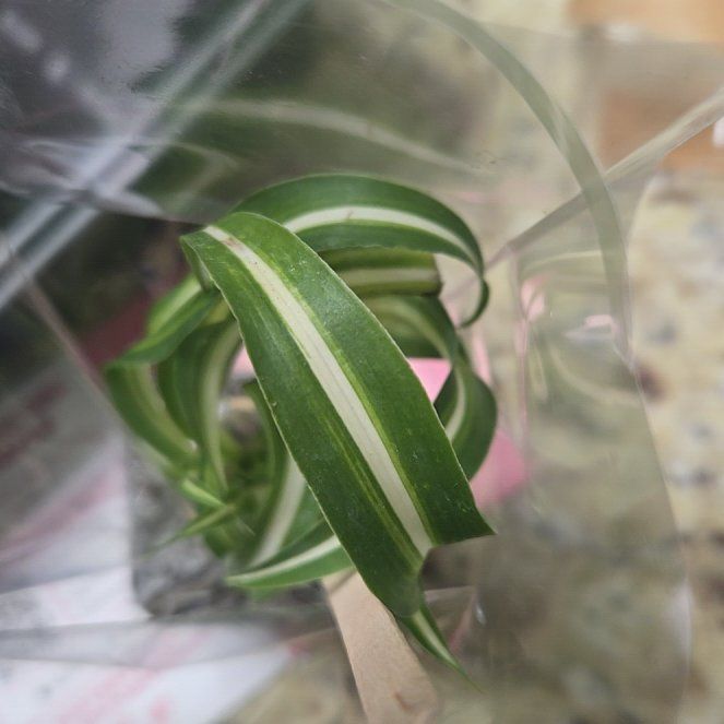 Photo of the plant species Erect Dayflower by @LikelyPetunia named James Dean on Greg, the plant care app