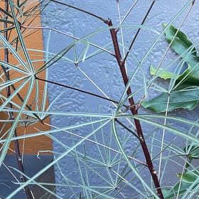 Photo of the plant species Cassava by @ExoticDeerberry named Tolkien on Greg, the plant care app