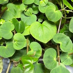 Photo of the plant species Dichondra Repens by @GladFlatpea55 named Doja Cat on Greg, the plant care app