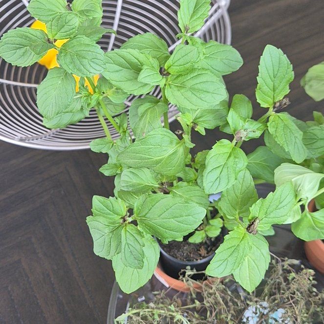 Photo of the plant species Watermint by @StylishPersia66 named Mint on Greg, the plant care app