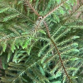 Photo of the plant species Eastern Spruce by @RuggedPhalsa33 named Tree Diddy on Greg, the plant care app