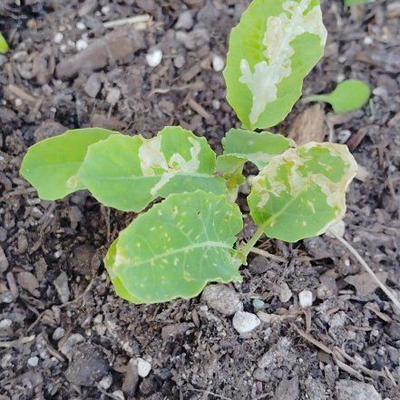 Photo of the plant species Cauliflower 'Snowball' by @NimbleDuwei80 named McKinley on Greg, the plant care app