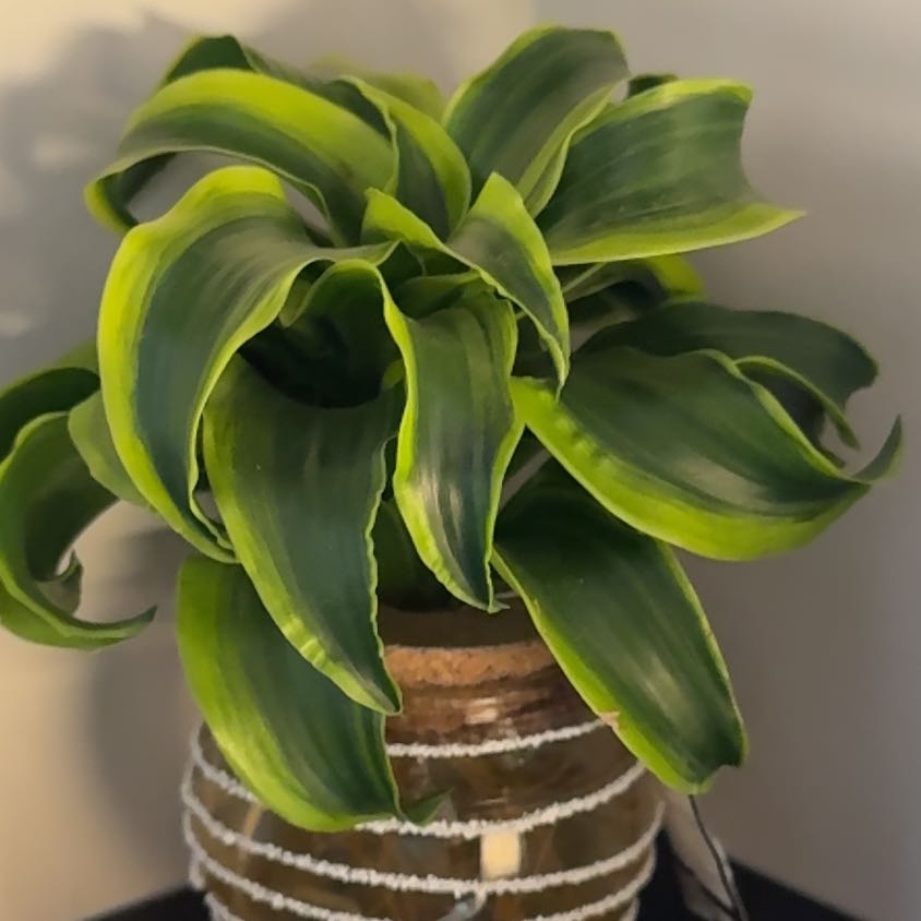 Photo of the plant species Hydroponic by @ComposedPuka22 named Daphne on Greg, the plant care app