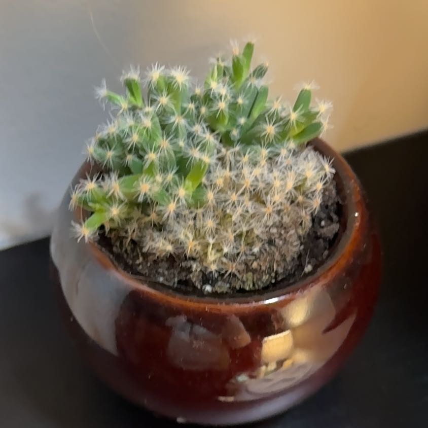 Photo of the plant species Arizona Snowcap Cactus by @ComposedPuka22 named da Vinci on Greg, the plant care app