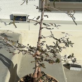 Photo of the plant species Elephant Tree by @DesertOkra named Gomez on Greg, the plant care app