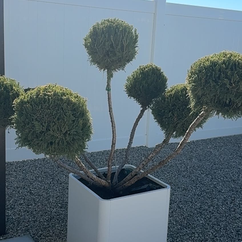 Photo of the plant species Juniper 'Mint Julep' by @DesertOkra named Tupot amaroot on Greg, the plant care app