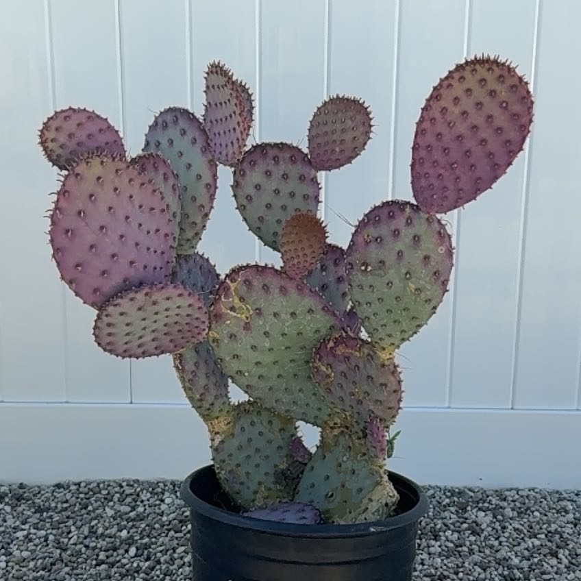 Photo of the plant species Violet Prickly Pear by @DesertOkra named da Vinci on Greg, the plant care app
