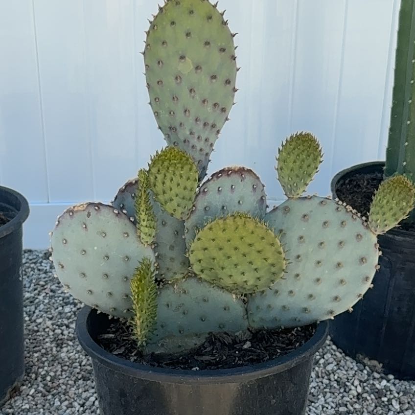 Photo of the plant species Dollar-Joint Prickly Pear by @DesertOkra named Queen on Greg, the plant care app