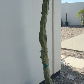 Photo of the plant species Totem Pole by @DesertOkra named Sherlock on Greg, the plant care app