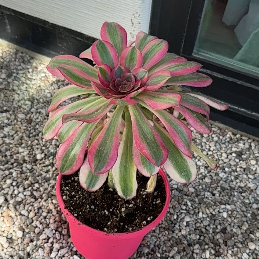 Photo of the plant species Aeonium 'Sunburst' by @DesertOkra named Fernie Saunders on Greg, the plant care app