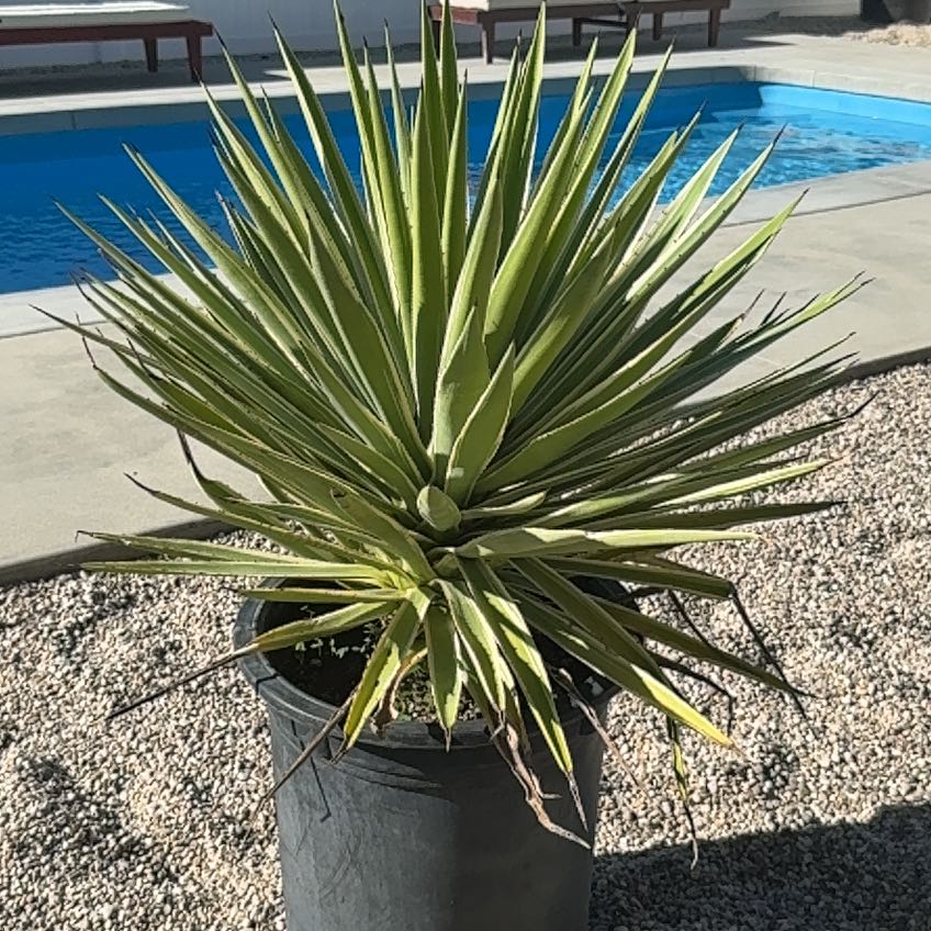 Photo of the plant species Caribbean Agave by @DesertOkra named Ulysses S Plant on Greg, the plant care app