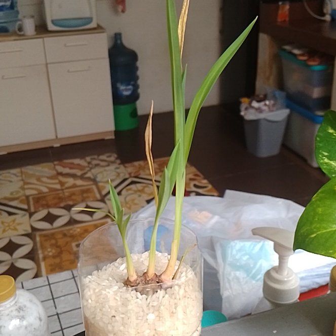 Photo of the plant species Kilauea, Dancing Lady by @CozyRambutan20 named Delilah on Greg, the plant care app