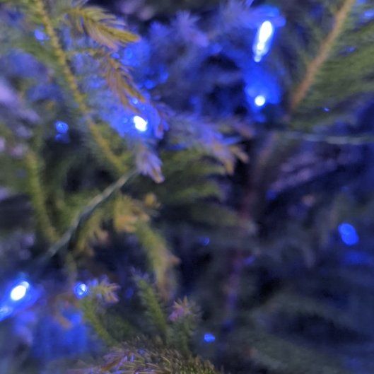 Photo of the plant species Eastern Spruce by @WhizbangTipa93 named Bella on Greg, the plant care app