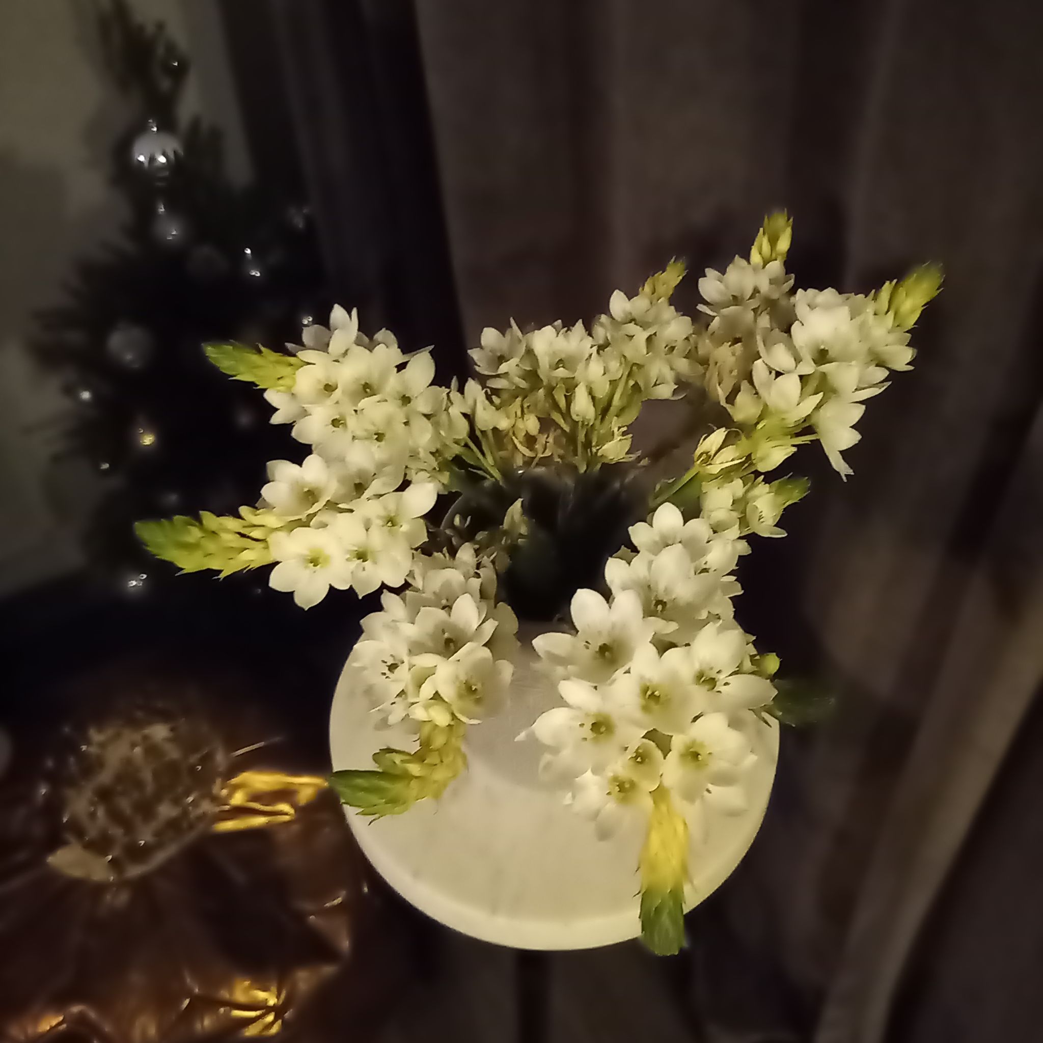 Photo of the plant species Cape-Lily by @FabCacto74 named Elina on Greg, the plant care app