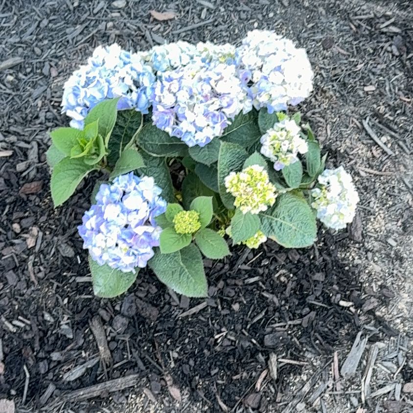 Photo of the plant species Endless Summer BloomStruck Hydrangea by @AceRye51 named Gregarious on Greg, the plant care app