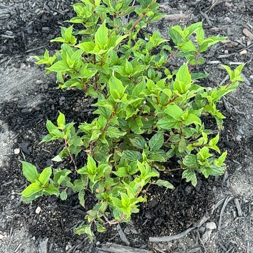 Photo of the plant species Panicle Hydrangea by @AceRye51 named Harry on Greg, the plant care app