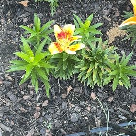 Photo of the plant species Tiger Lily by @AceRye51 named Harper on Greg, the plant care app