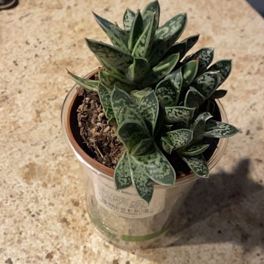 Photo of the plant species gasteria bicolor by @WeightyPapaya30 named Gulliver on Greg, the plant care app