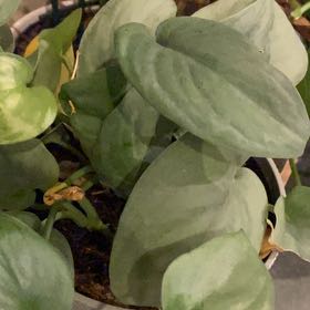 Photo of the plant species Friar's Cowl by @SizableJicaro40 named Pax on Greg, the plant care app