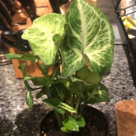 Photo of the plant species Arrowhead Plant by @HeritorGabisan named Pax on Greg, the plant care app