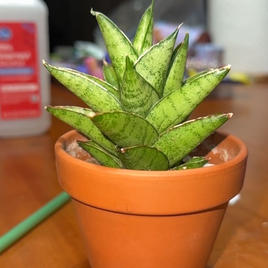 Photo of the plant species Dwarf Walking Sansevieria by @FunCowvine41 named ChloroPhil on Greg, the plant care app