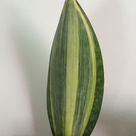Photo of the plant species Variegated Whale Fin by @FunCowvine41 named Mollie on Greg, the plant care app