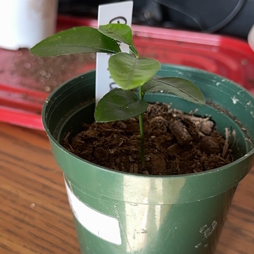 Photo of the plant species Grapefruit Tree by @FunCowvine41 named Plato on Greg, the plant care app
