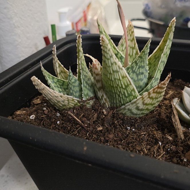 Photo of the plant species Aloe 'Delta Lights' by @NewPinkpoui87 named Kardashian on Greg, the plant care app