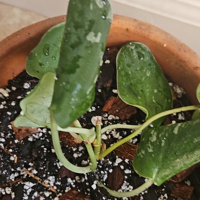 Photo of the plant species Scindapsus 'Silvery Ann' by @ObligingMahoe65 named Dumbie on Greg, the plant care app