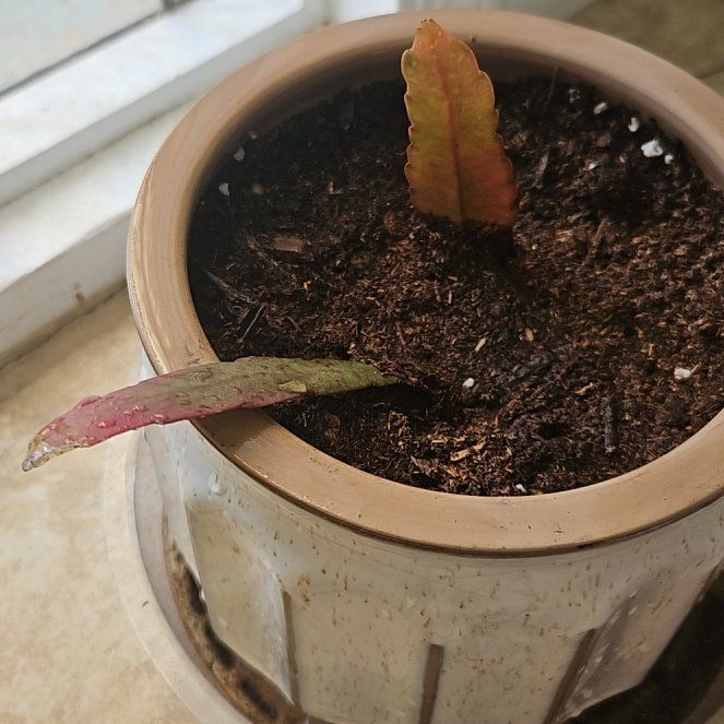 Photo of the plant species Red Mistletoe Cactus by @ObligingMahoe65 named Rudy on Greg, the plant care app