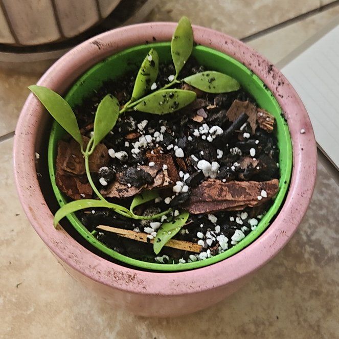 Photo of the plant species Geri dischidia by @ObligingMahoe65 named Geri Vinefeld on Greg, the plant care app