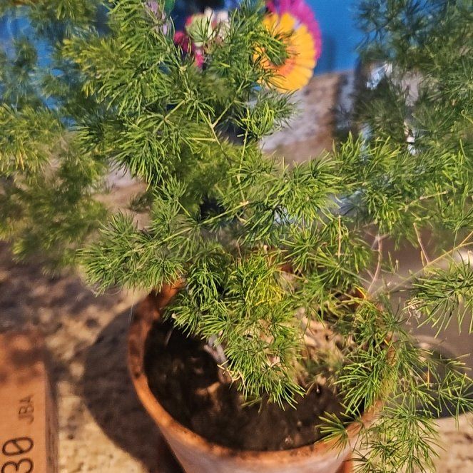 Photo of the plant species Ming Fern by @ObligingMahoe65 named Princess Donut on Greg, the plant care app