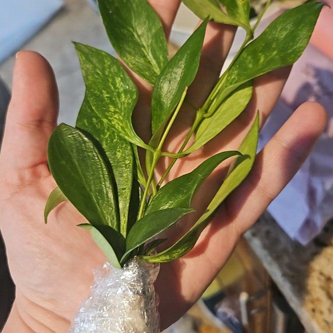 Photo of the plant species Lipstick Plant by @ObligingMahoe65 named Xena on Greg, the plant care app