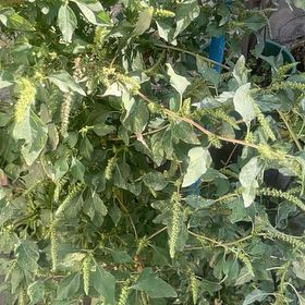 Photo of the plant species Palmer's Amaranth by @ProFlatpea50 named Coco on Greg, the plant care app