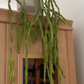 Photo of the plant species Chain Cactus? by @PeakRainbow58 named Eva on Greg, the plant care app