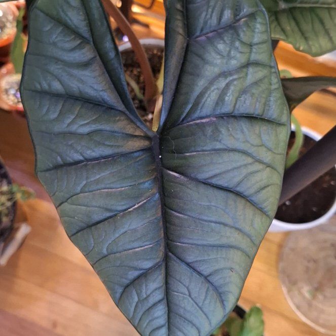 Photo of the plant species Alocasia Platinum by @LargeBanana73 named Elle on Greg, the plant care app