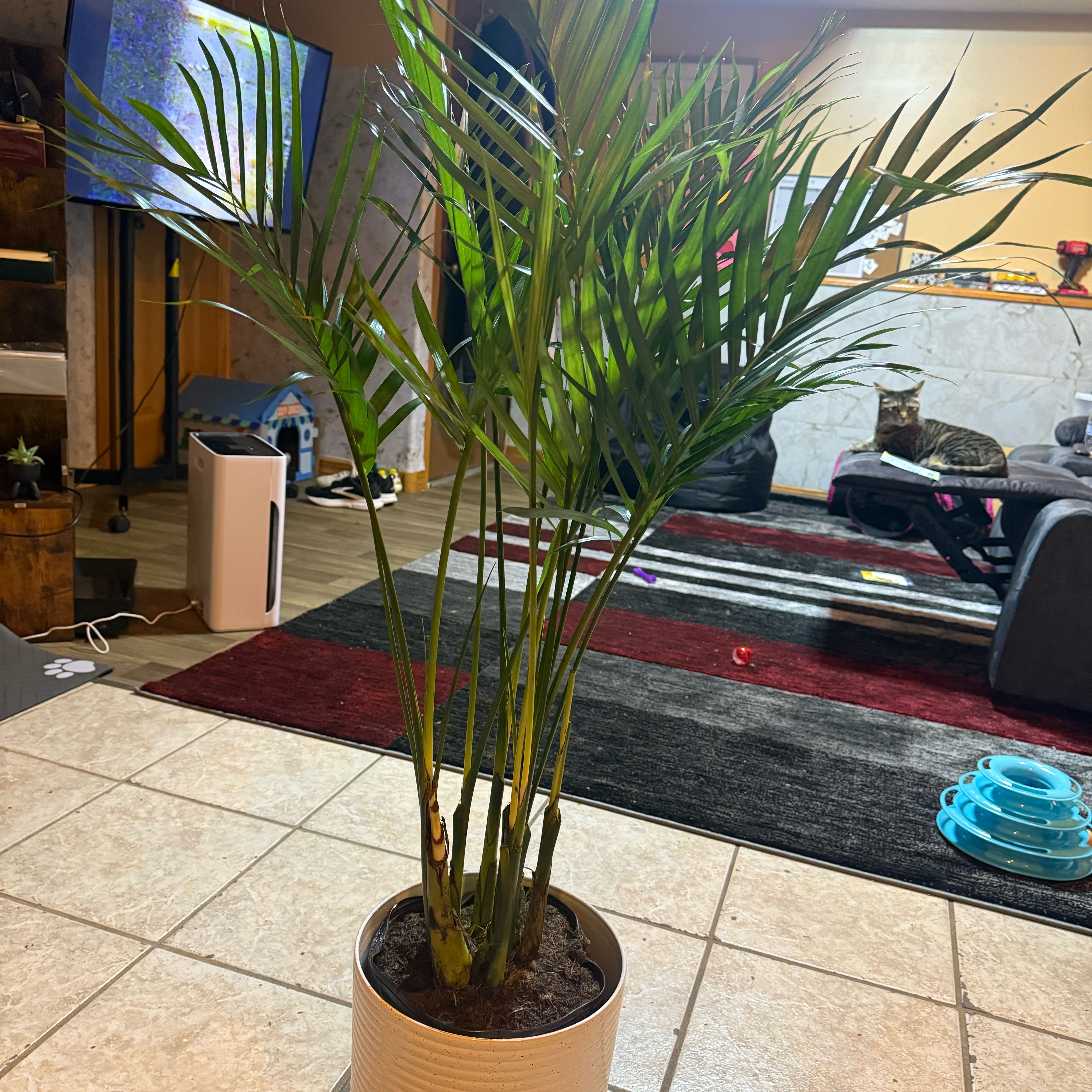 Photo of the plant species Cascade Palm by @FastRosilla76 named Baesil on Greg, the plant care app