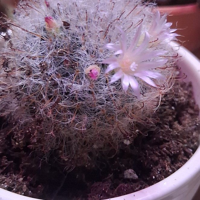 Photo of the plant species Powder Puff Cactus by @FlashyPurei70 named Einstein on Greg, the plant care app
